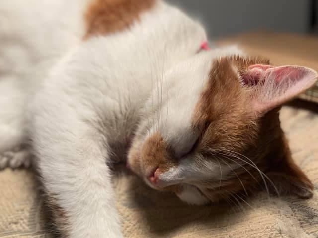 Gracie, a street cat from Romania, was found trying to care for her two kittens - who are now also in the UK.
Sharron French has since adopted her and said: "She is the most cuddly cat ever, made possible with the great support from The Pack Project."