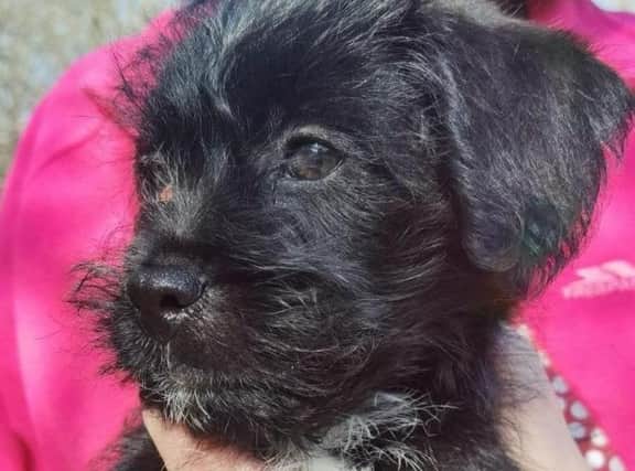The black Poodle crossbreed is approximately three months old. Described by his foster mum as a "delightful little man", Might Midge is friendly, courageous and adventurous and wants to be involved in everything.