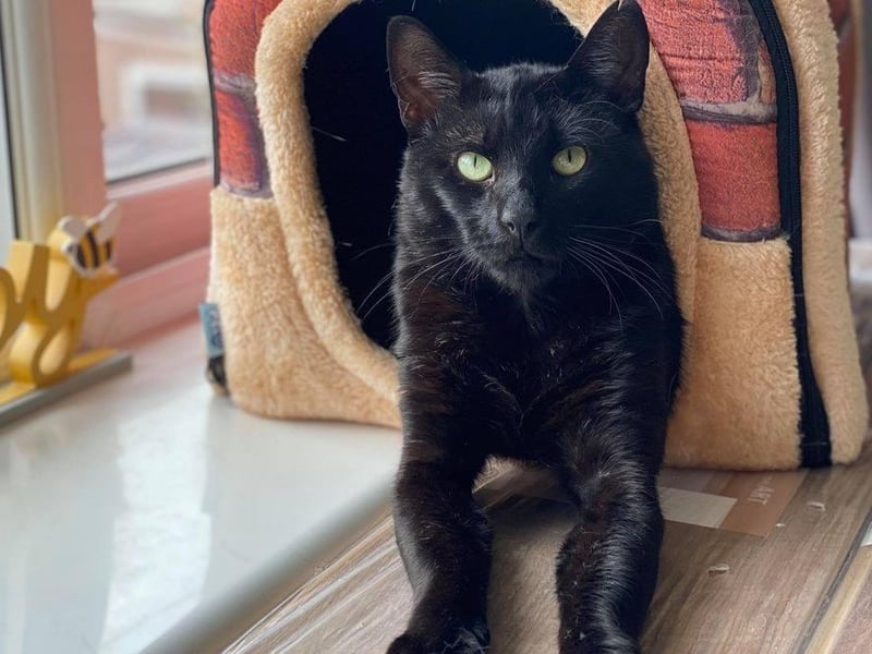 After not adjusting to cattery life, Connor has been on foster with a member of RSPCA staff. Since being on foster, his personality has shone through. He has turned into a mischievous, affectionate boy who loves his human companions. He would benefit from a family who are patient, and will let him settle first.