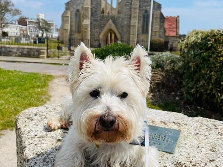 This is Albie, owned by Alison Kerridge-Mccoll.