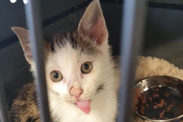 Adorable kitten Louis was saved by Rain Rescue.