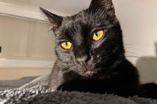 Damien entered our care as a terrified little kitten but since being on foster with a member of staff, he is slowly building in confidence. He has turned into a mischievous, affectionate little man.