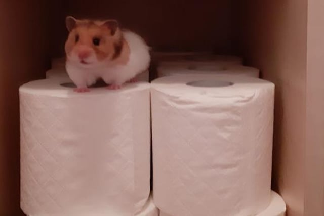 Stevie Henry said Namaah the hamster has 'kept us entertained with her hamstery nonsense ever since and did appear to be stockpiling bedding at one stage'.
