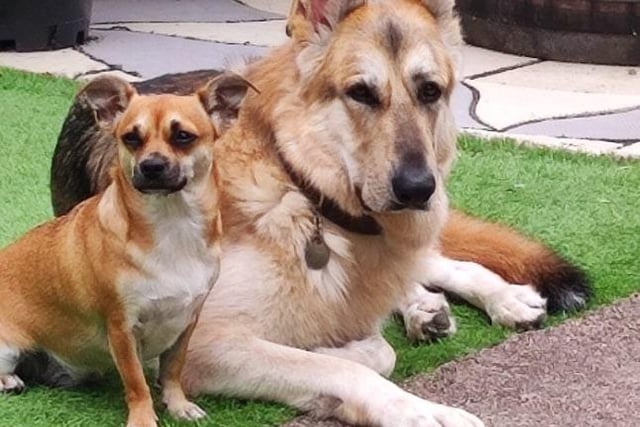 Described as 'best friends' by owner Jackie, here is Duke and Dottie resting together outside. Sent in by Jackie Homer.