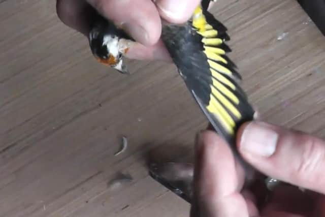 One of the birds which was found (pic: RSPCA)
