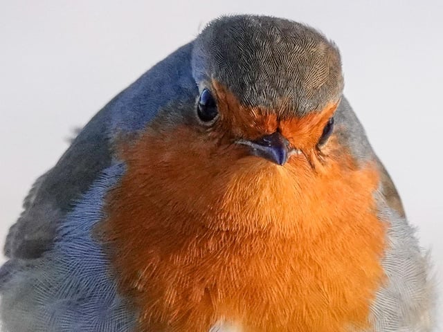While out for my daily walk I came across this robin which seemed to puff itself up for a photograph.