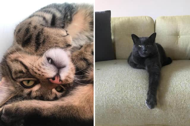 Two South Yorkshire girls have made the final shortlist for a national photography award. Amelia Newheiser, from Sheffield, photographed "Sleepy Charlie" (L) and Evelyn Tomlinson, from Barnsley, photographed "Charlie" (R).