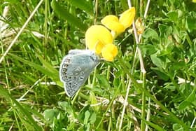Common Blue Butterfly taken by Ian Rotherham