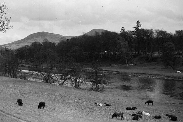 Eildon Hills from Melrose, July 1954.