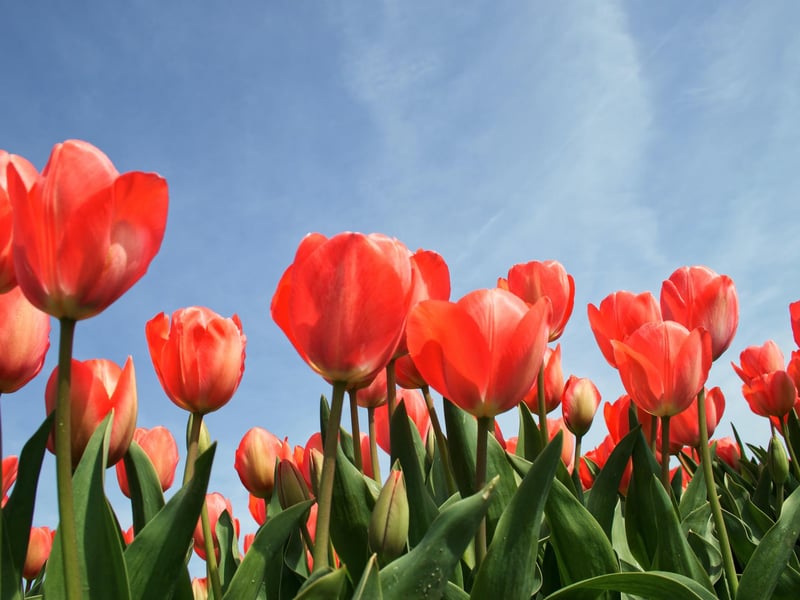 Tulips are an ideal gift for any Libra. The flower reflects Libras peace making qualities and this classic flower will appeal to their indecisive nature.