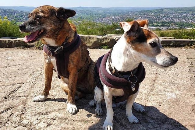The Jack Russell Terrier and Portuguese Podengo pair are both proud rescue dogs who now live in Sheffield. Gypsy and Marmite love going on walks, in their red and pink jackets and exploring the Peak District with their two owners.  The petite dynamic duo can usually be found on the move, hunting out their next adventure or taking a nap in the sun.