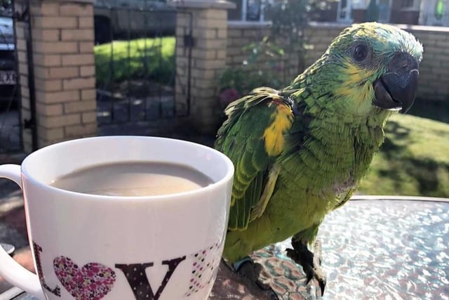 Rowla The Parrot enjoys a morning brew.