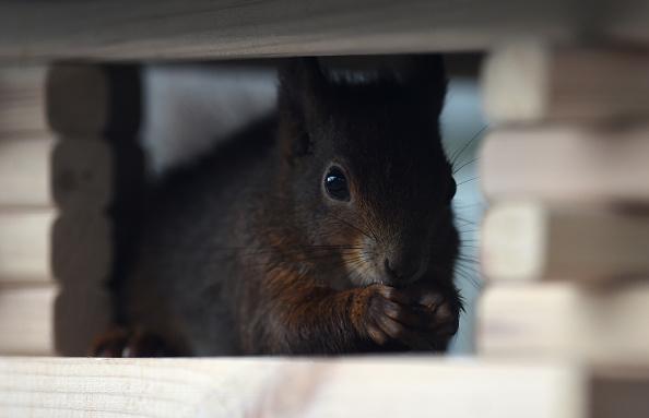 Put your creative skills to the test and see if you can construct an animal house. There will be many animals looking for a place to call home during the cooler months ahead.