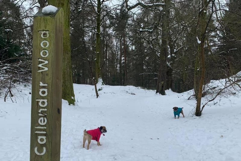 Gayle Forsyth captured this image of her dogs in Callendar Woods during February's snowy weather.
