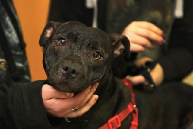 Staffordshire Bull Terriers, like the one pictured, are being advertised in a new puppy scam, according to a warning from the Dogs Trust and the Chartered Trading Standards Institute. (Photo by Christopher Furlong/Getty Images)