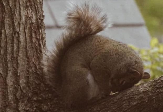 Melissa Scott captured this sleepy squirrel taking a nap in Broomhall.