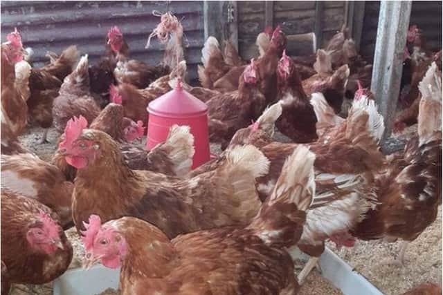 The Rooster Farm could close unless funds are urgently found.