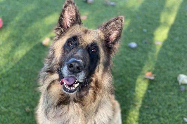 Pets up for adoption