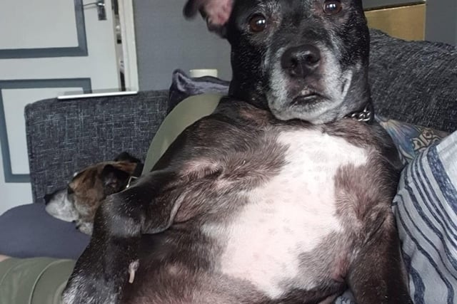 Paula Lipscombe Scott says: "Our Staffie Diesel chilling as usual."