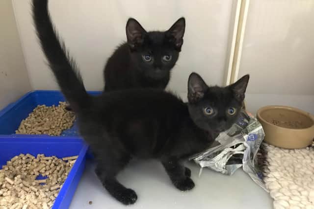 Cats abandoned in South Yorkshire