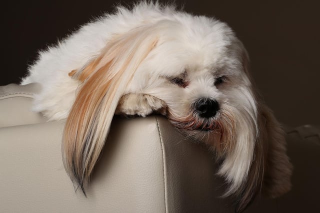 There's a reason the Lhasa Apso is considered a classic lap dog - they have to be pretty much prised off their owners once they've snuggled in.