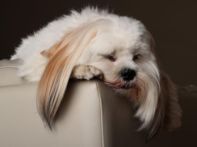 There's a reason the Lhasa Apso is considered a classic lap dog - they have to be pretty much prised off their owners once they've snuggled in.