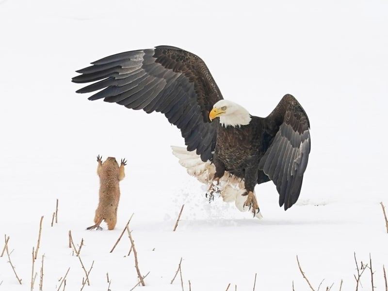 When this Bald Eagle missed on its attempt to grab this prairie dog, the prairie dog jumped towards the eagle and startled it long enough to escape to a nearby burrow. A real David vs Goliath story!
Animal: Bald Eagle
Location of shot: Hygiene, CO.