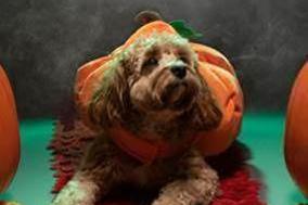 Available from Pets at Home, Halloween wouldn’t be the same without a pumpkin-themed costume. This costume is available from Pets at Home. bit.ly/3nEmpD4 (Photo: Pets at Home)