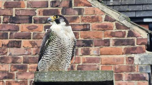 Town centre shoppers had an unexpected companion when a falcon was seen in the middle of York Road.