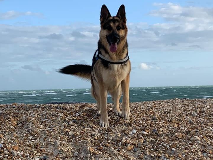 This is Kaiser, owned by Jackie Ley.