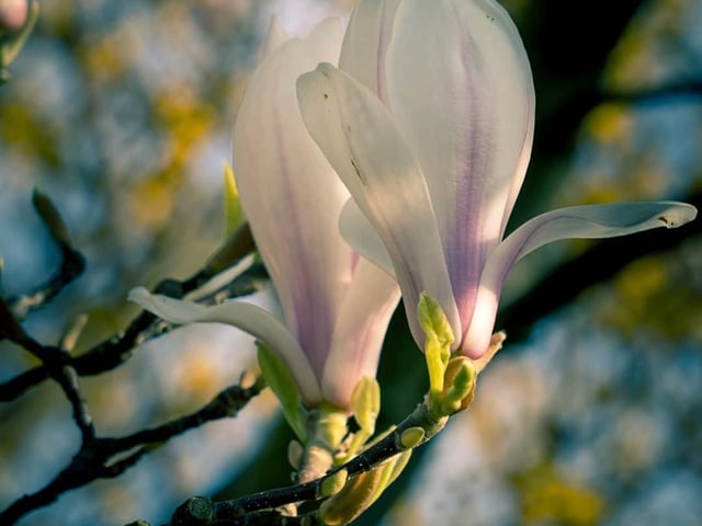 Spring is here by @thatfotocom.