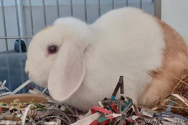 Floyd was found wandering around our car park but after a period of TLC, he is now ready to find his new home. He is a little timid but does enjoy exploring. He would prefer to be rehomed with another bunny so that he doesn’t get too lonely.