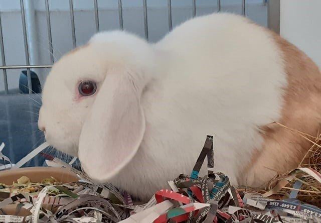 Floyd was found wandering around our car park but after a period of TLC, he is now ready to find his new home. He is a little timid but does enjoy exploring. He would prefer to be rehomed with another bunny so that he doesn’t get too lonely.