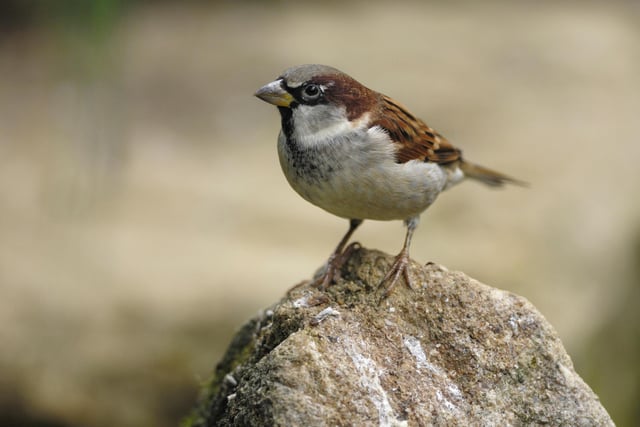 The house sparrow takes top spot in the Northumberland rankings, as it did last year.