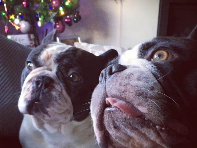 Julie Rice enjoyed spending time with her dogs names Eric and Ernie.