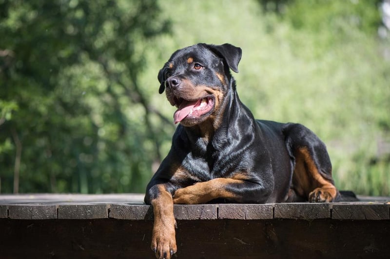 Rottweilers are intelligent, large and powerful dogs. This loyal breed thrives in a home with someone who understands the breed. They are usually 54-69 cm tall.