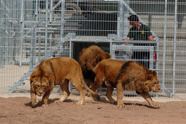 The Yorkshire Wildlife Park opened at Branton in 2009 on the site of a former riding school - a year later the attraction rescued 13 lions from a run-down Romanian zoo; three of the animals are pictured being released in Doncaster.