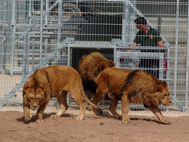 The Yorkshire Wildlife Park opened at Branton in 2009 on the site of a former riding school - a year later the attraction rescued 13 lions from a run-down Romanian zoo; three of the animals are pictured being released in Doncaster.