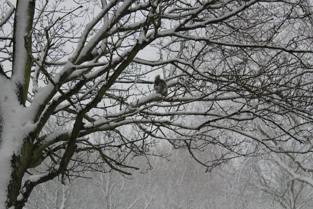 A lone squirrel braves the conditions, but thanks to a layer of snow on the trees, its usual acrobatics may be off the cards.