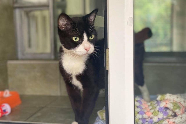 Dotty came into our centre needing some extra TLC. Since being on centre she is now feeling and looking more like herself. She is now looking for a loving family to call her own. Dotty can be a little shy when first meeting, but soon comes out of her shell.