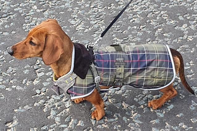 Blue dressed in Barbour for the autumn weather.