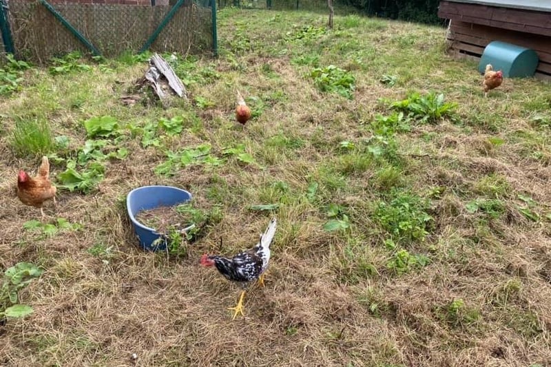 These 3 chickens and cockerel are looking for a home all together. They will need a large space and shed to live in. They enjoy vegetables and scratching around in the grass. The girls are very friendly and let you stroke them. The cockerel is a little timid but gaining confidence each day.