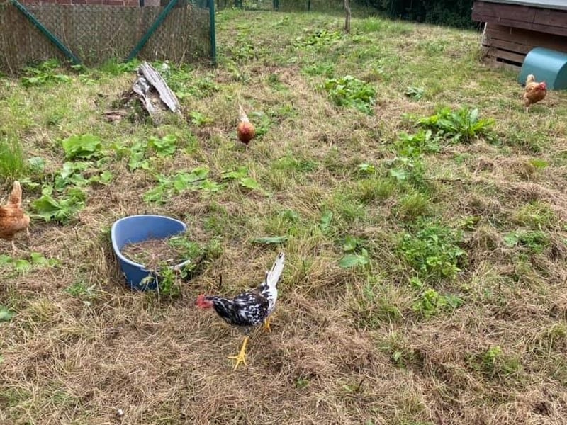 These 3 chickens and cockerel are looking for a home all together. They will need a large space and shed to live in. They enjoy vegetables and scratching around in the grass. The girls are very friendly and let you stroke them. The cockerel is a little timid but gaining confidence each day.