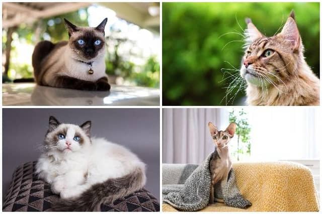 Cats