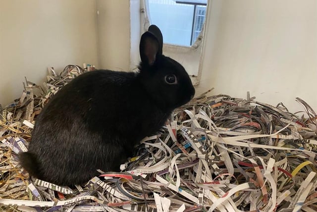 Barney is a young, small bunny who would like a companion who is similar to him. He is sweet-natured and has an inquisitive side.