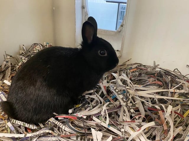 Barney is a young, small bunny who would like a companion who is similar to him. He is sweet-natured and has an inquisitive side.