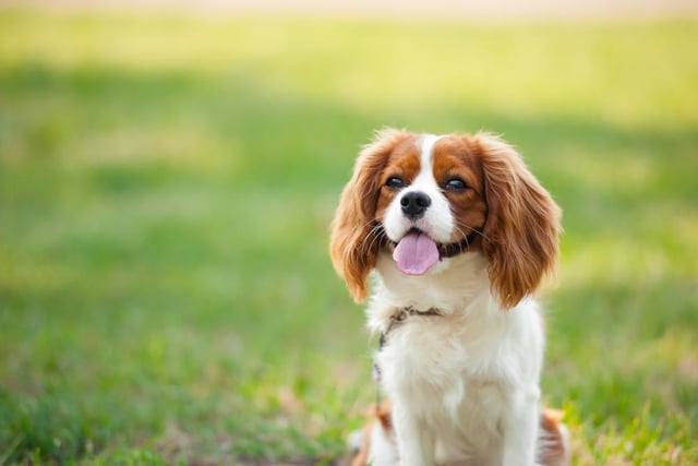 The gentle Cavalier King Charles Spaniel is known for its friendly and calming disposition (Photo: Shutterstock)