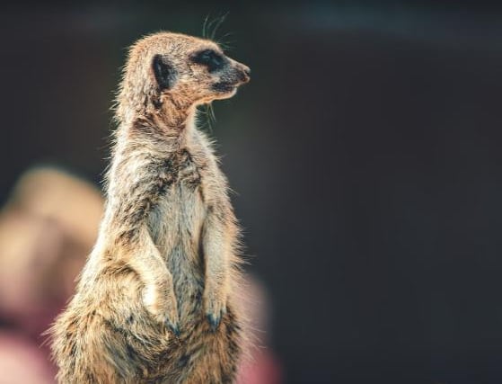 There are so many animals to marvel at and appreciate during an exciting trip to the ever popular Yorkshire Wildlife Park.