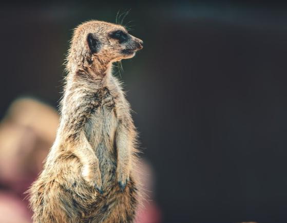 There are so many animals to marvel at and appreciate during an exciting trip to the ever popular Yorkshire Wildlife Park.