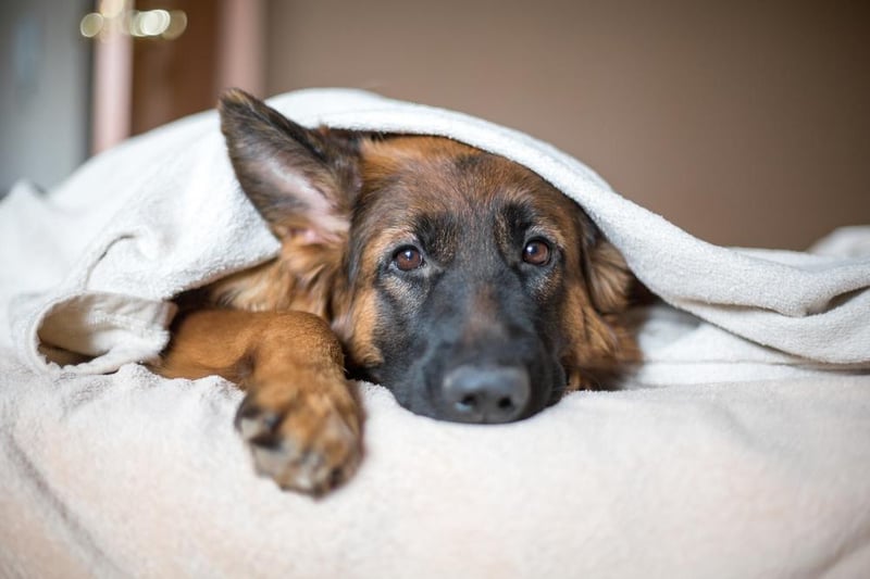 Well known for their service work as police dogs among others, German Shepherds are also popular pets and the tenth most common option in the North East. Image: Shutterstock